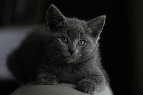 Was sollte man über die Pflege von älteren Katzen wissen?