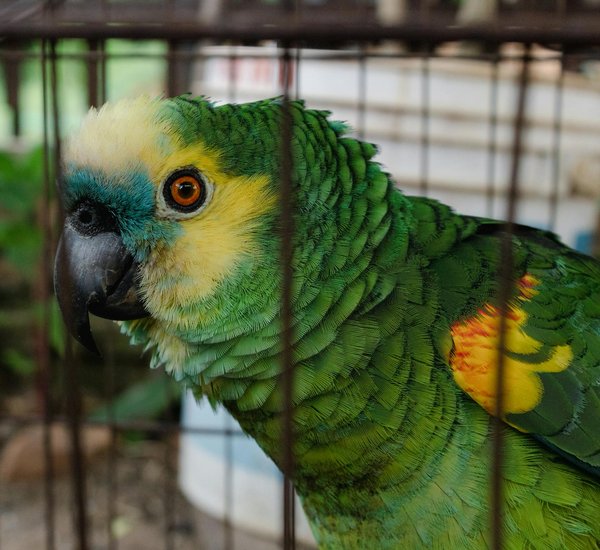 Was sind h√§ufige gesundheitliche Probleme bei Katzen?