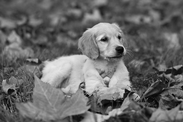 Welche faszinierenden Tierbeziehungen existieren in verschiedenen Ökosystemen?